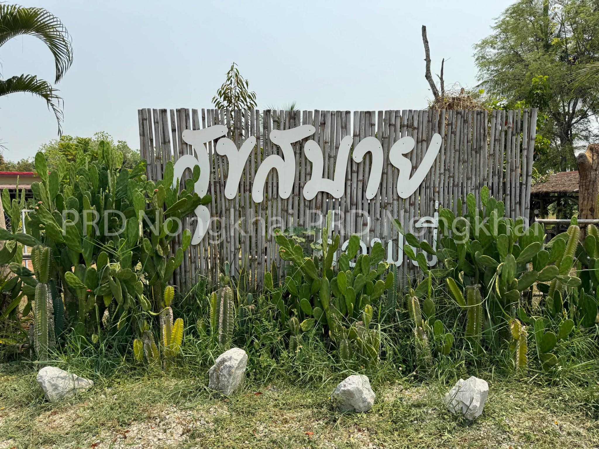 ทุเรียนดินลุ่มน้ำโขง &ldquo;สวนสุขสบาย&rdquo;