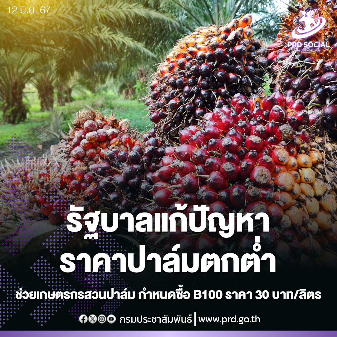 รัฐบาลเดินหน้าแก้ปัญหาราคาปาล์มตกต่ำ