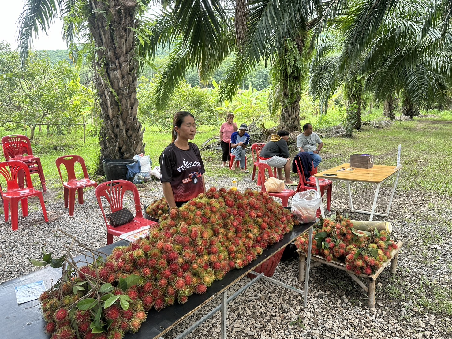 อำเภอสังคมเปิดสวนผลไม้รับนักท่องเที่ยว