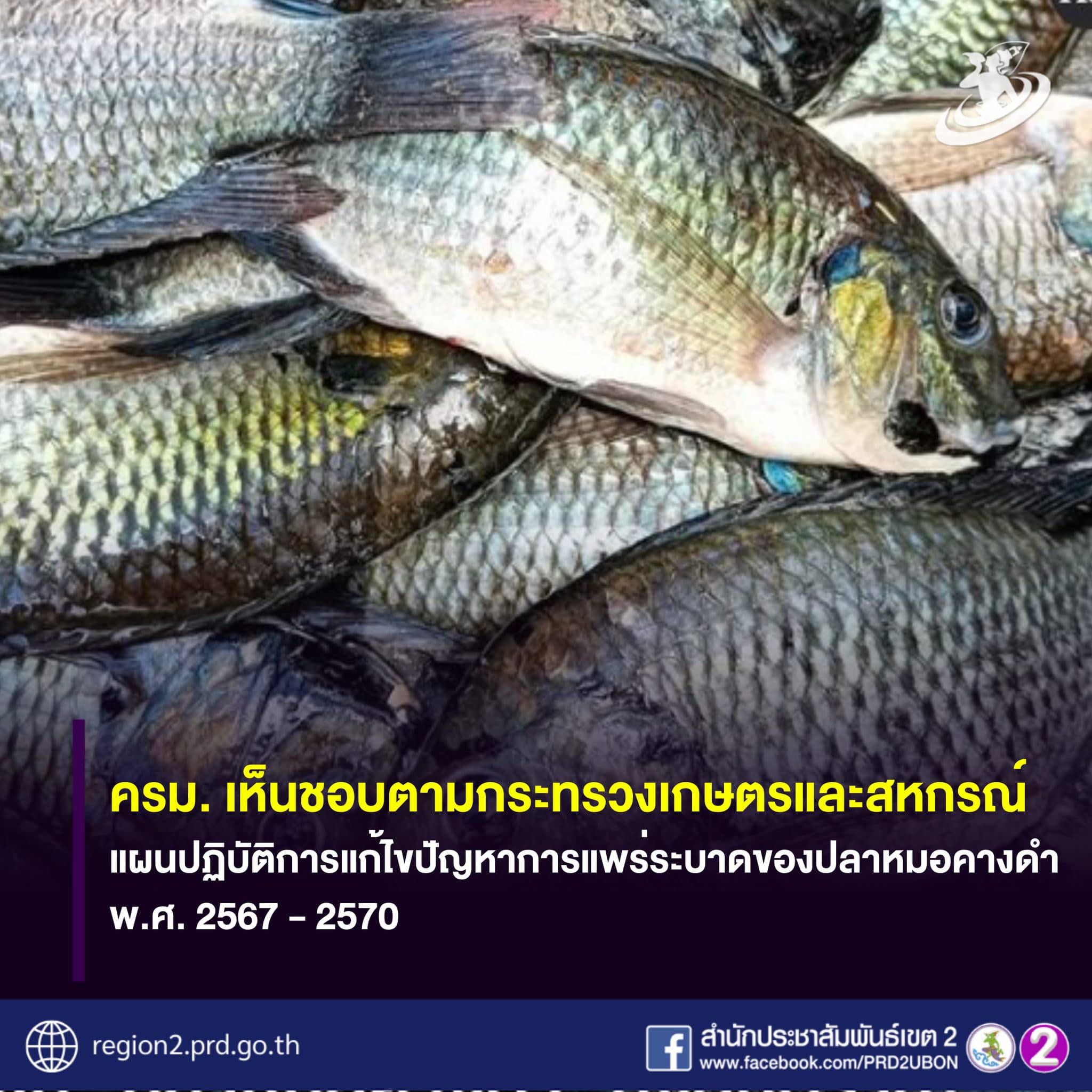 ครม.เห็นชอบตาม กษ. แผนปฏิบัติการแก้ไขปัญหาการแพร่ระบาดของปลาหมอคางดำ พ.ศ. 2567 - 2570
